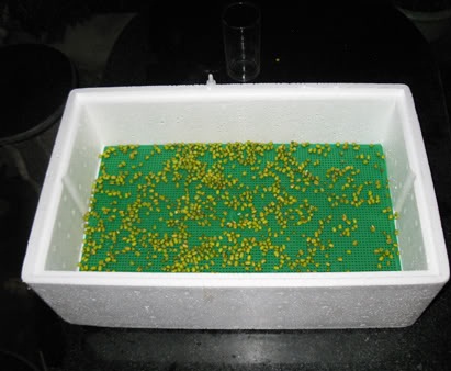 gieo hạt rau mầm